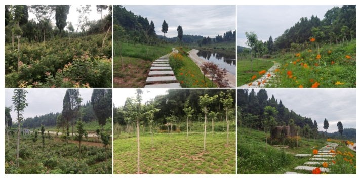 九尾猫荣昌基地