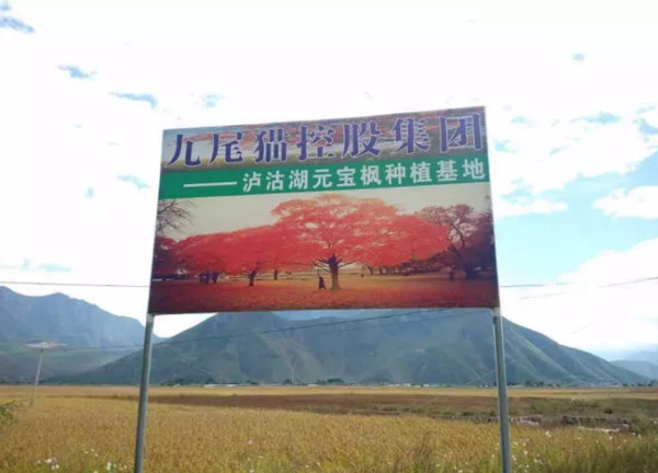 九尾猫泸沽湖种植基地