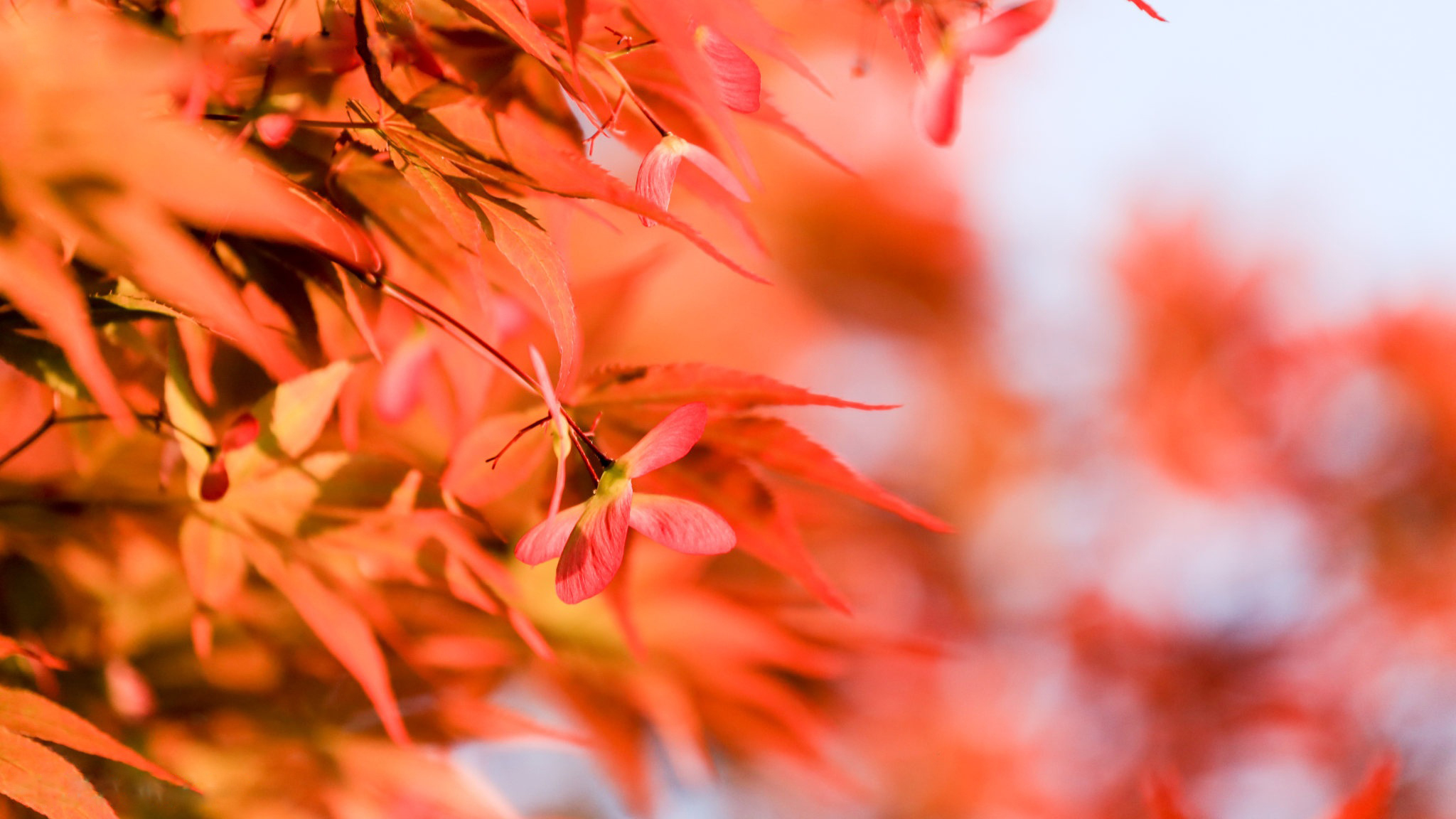 元宝枫种植基地