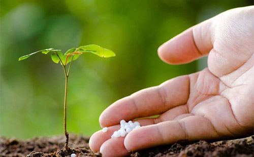 元宝枫播种技巧