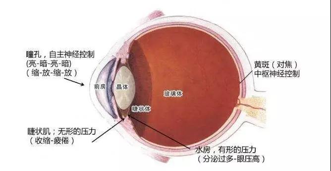 治疗眼部疾病