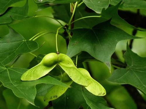 元宝枫籽油是木本植物油