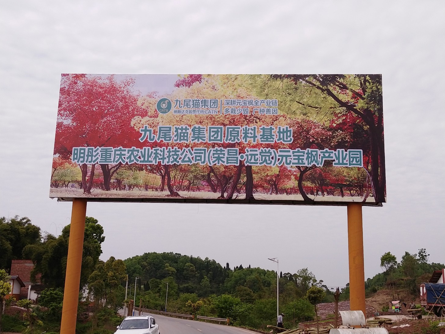 九尾猫元宝枫种植基地