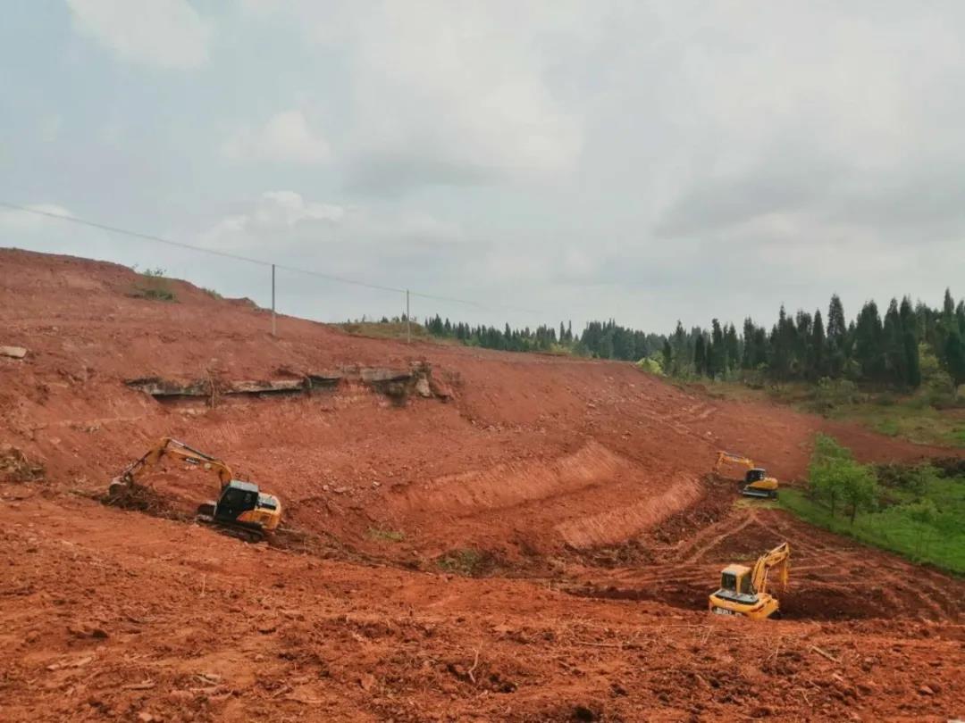 元宝枫种植基地
