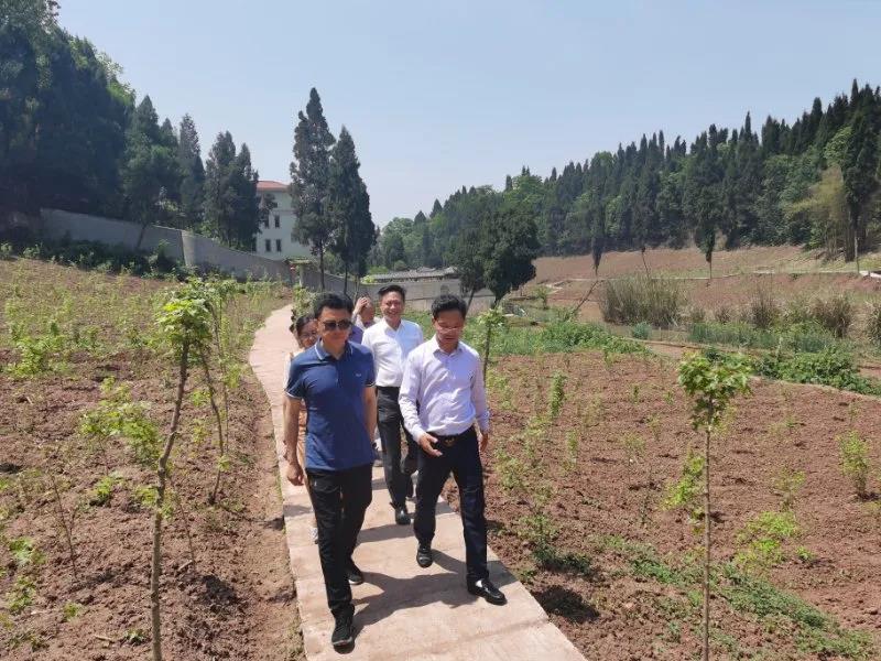 九尾猫元宝枫基地