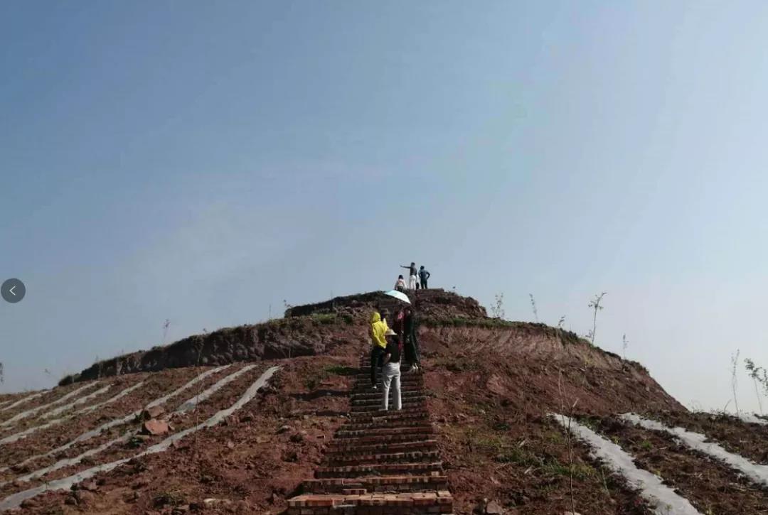 元宝枫种植基地