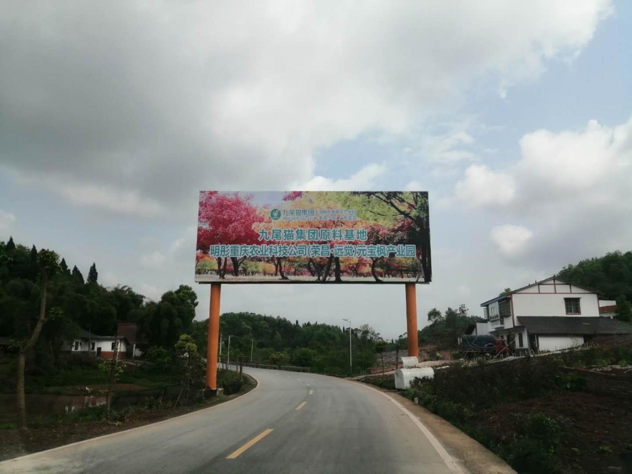 九尾猫元宝枫基地