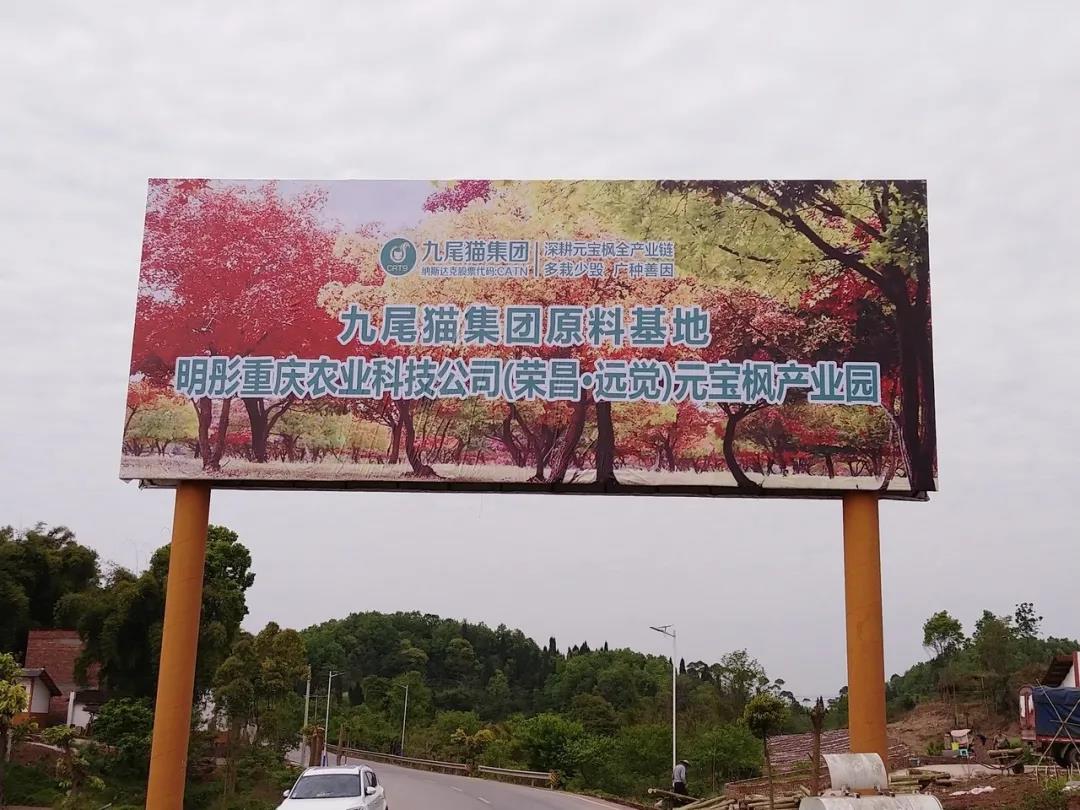 九尾猫元宝枫种植基地