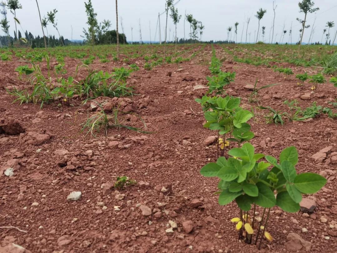 九尾猫元宝枫种植基地