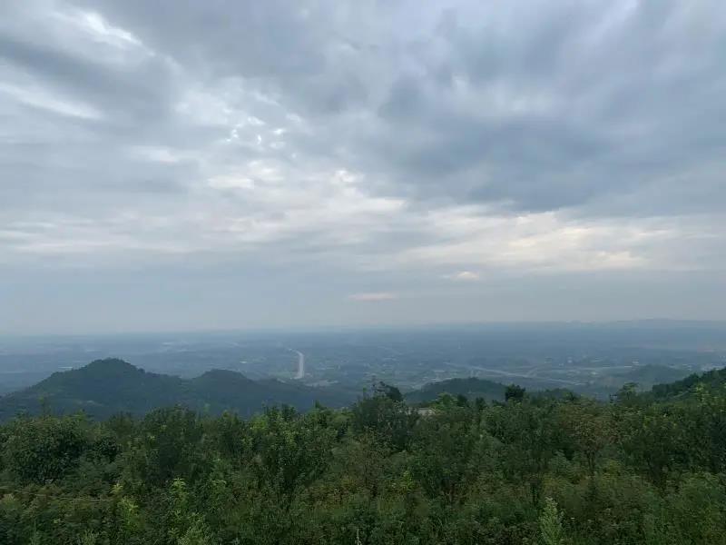 元宝枫种植基地