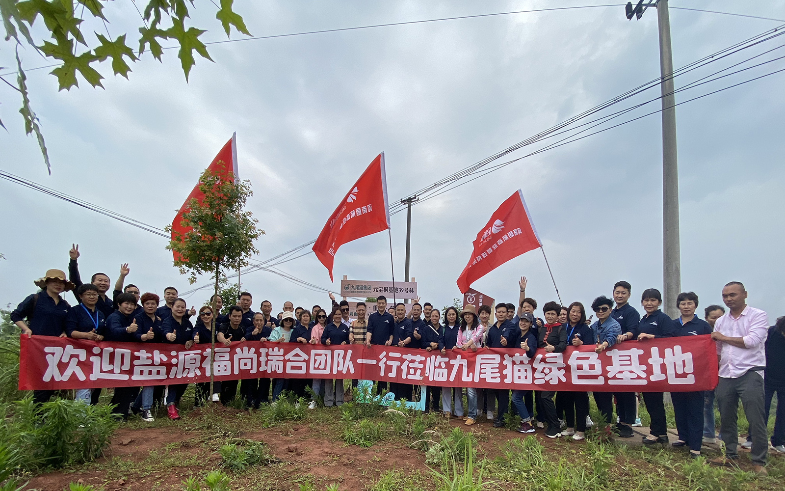 元宝枫全产业链